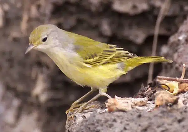 pasare-galapagos