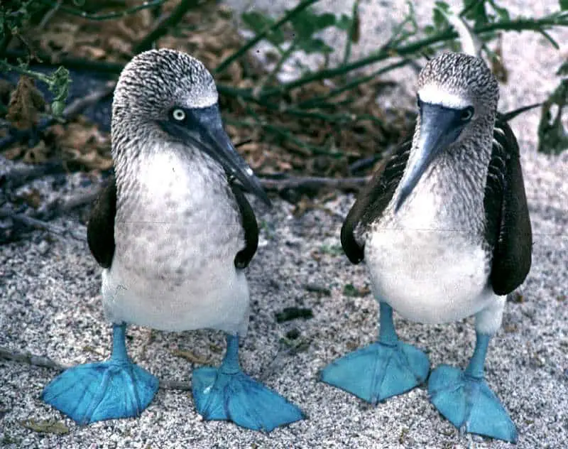 pasari-cu-picioare-albastre-galapagos