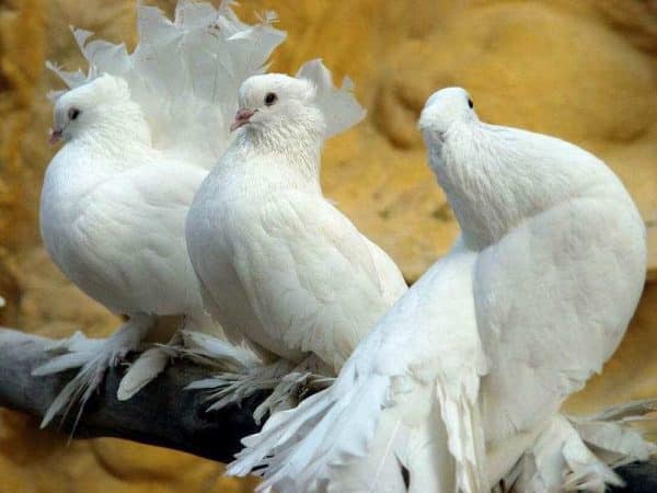 Porumbei voiajori – Busola și simţul mirosului!