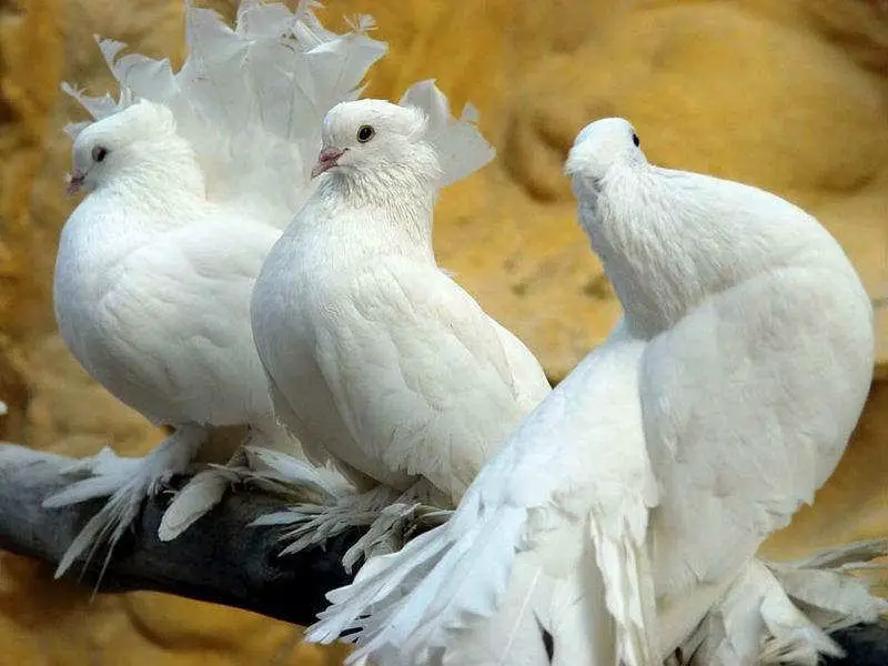 imagini cu porumbei albi pentru nunta