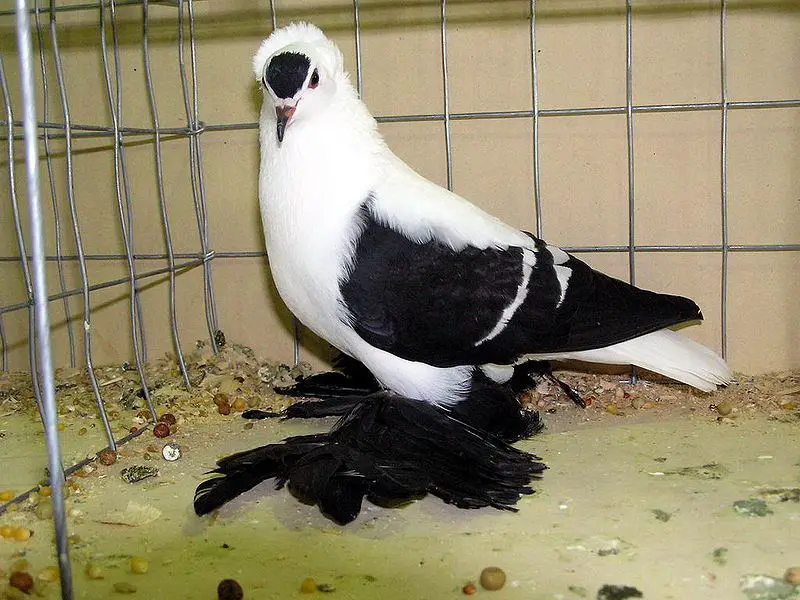 porumbel Wing Pigeon