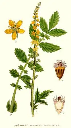 Agrimonia eupatoria sau turita mare