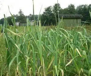 usturoiul in gradina -Allium-sativum