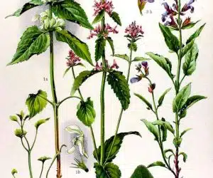 Betonica-officinalis