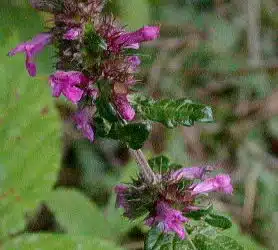 Betonica-officinalis-flori