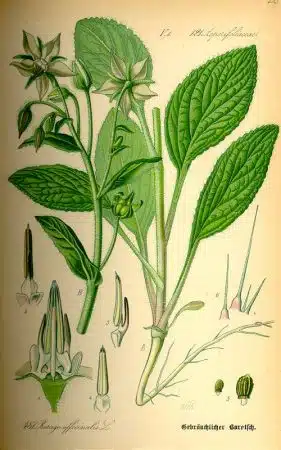 Borago officionalis