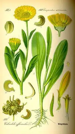 Gălbenele - Calendula officinalis