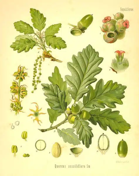 stejarul - Fagaceae - Quercus robur