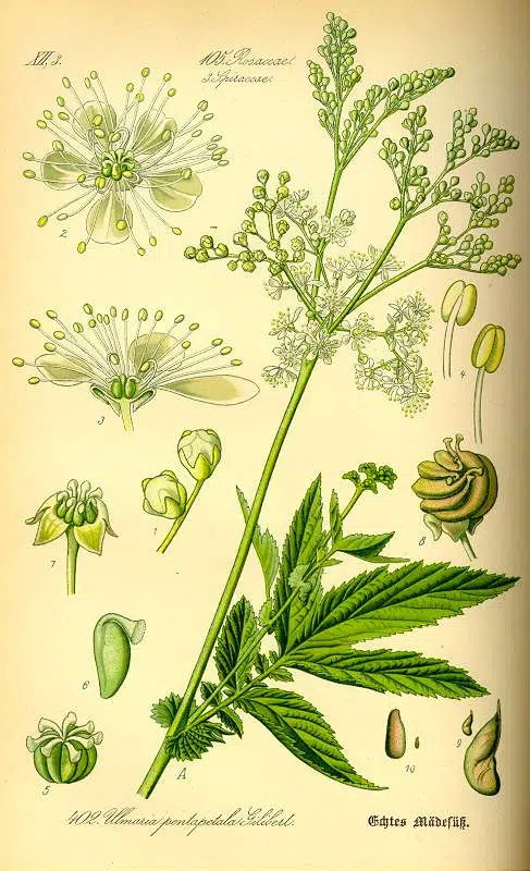 Filipendula ulnaria