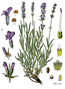 imagini cau lavanda - Lavandula-angustifolia