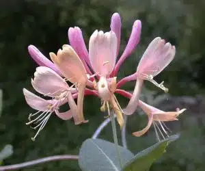 Lonicera heckrotti mana maicii domnului roz