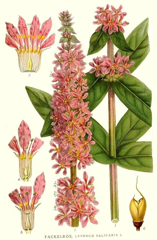 rachitan sau Lythrum-salicaria