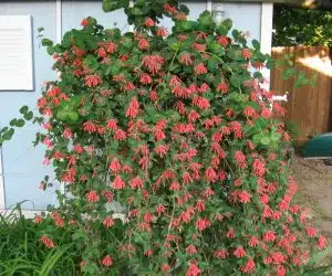 Mana Maicii Domnului Coral