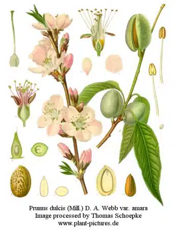 Migdale-Prunus-dulcis