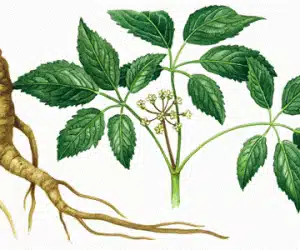 Panax ginseng