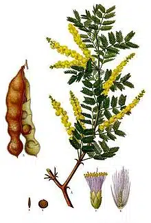 acacia senegal