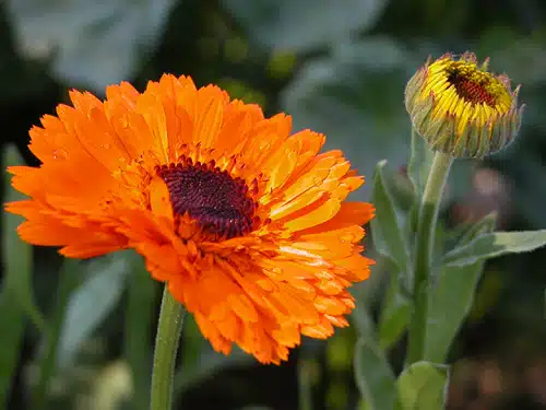 flori de galbenele sau calendula officinalis