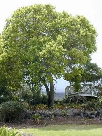 camforul-Cinnamomum-camphora