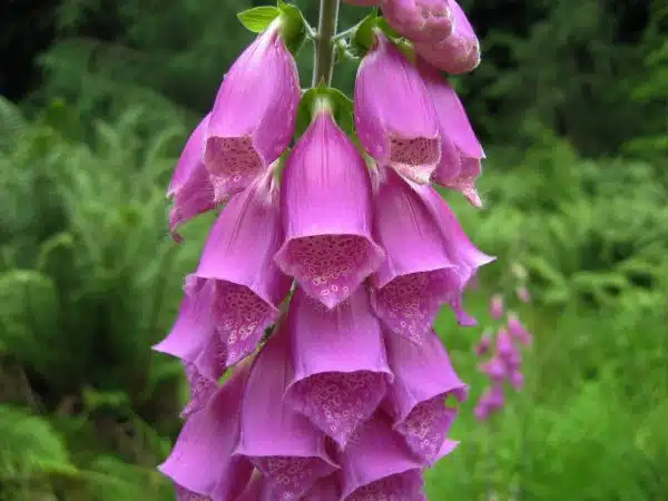 Degetelul rosu digitalis planta