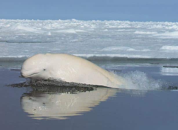 delfinul alb beluga