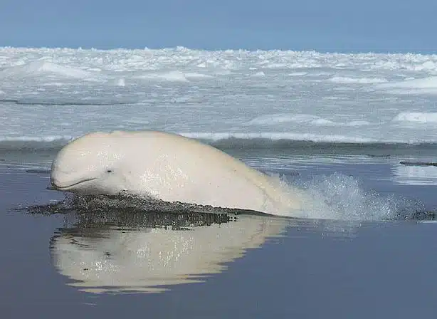 delfinul alb beluga