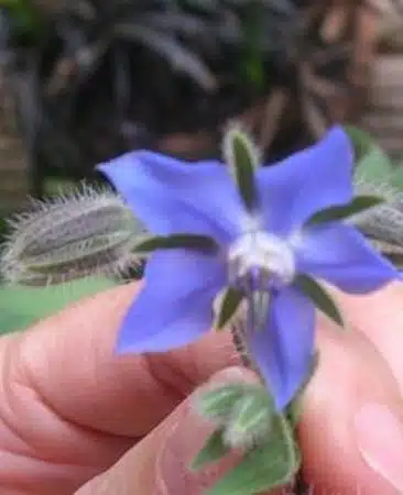 floare Borago officionalis