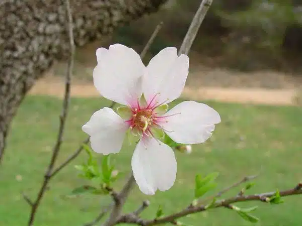 floare-Migdale-Prunus-dulcis