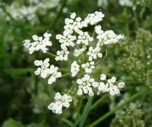 floare de anason Pimpinella-Anisum