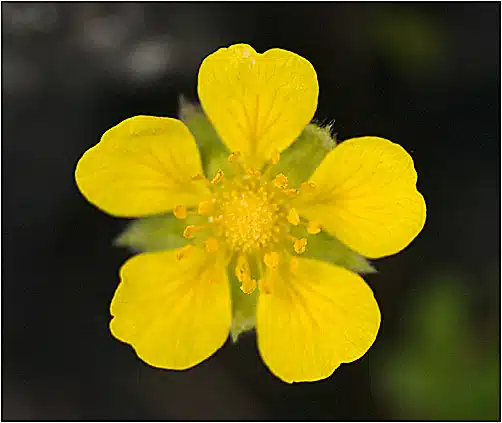 floare planta cinci degete