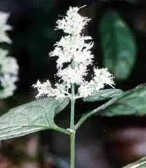 floare-de-patchouli