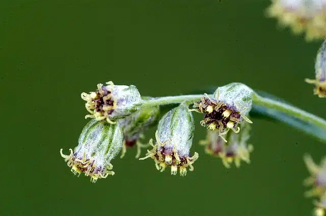 floare-de-pelin