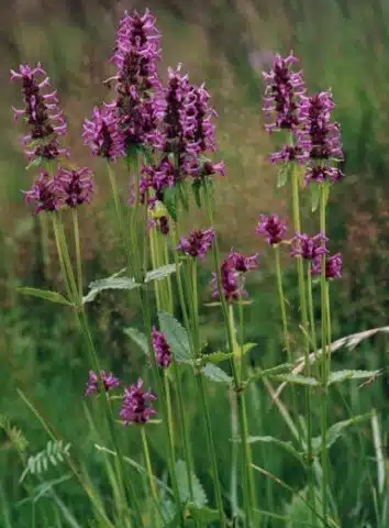 flori vindecea Betonica officinalis