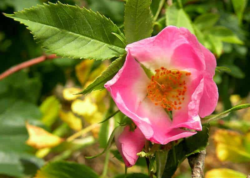 flori de maces - Rosa-rubiginosa