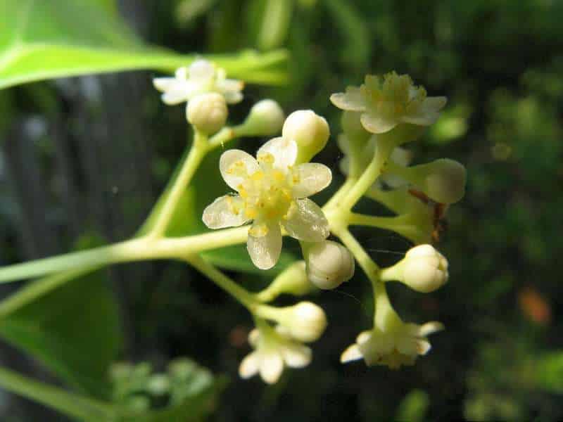 camforul-flori-Cinnamomum-camphora