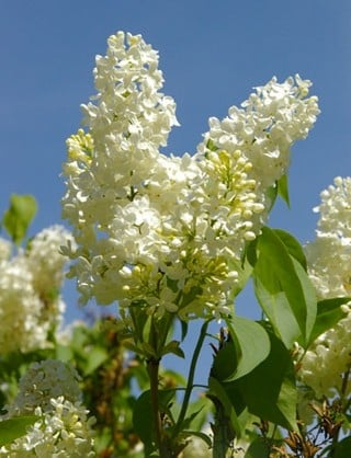 flori-de-liliac