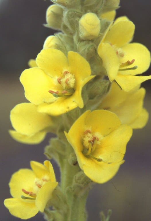 flori-de-lumanarica