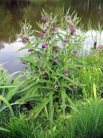 Planta cu frunze si flori de tataneasa