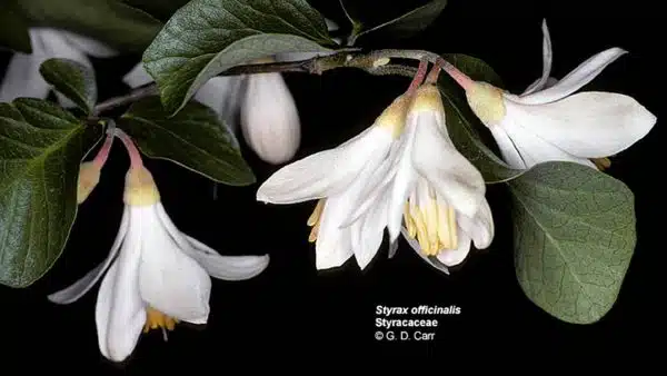 Flori portocal amarui citrus bergamia