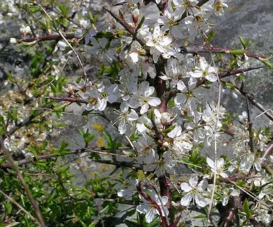 flori porumbar Prunus spinosa