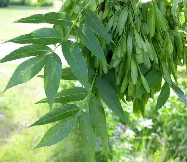 frasinul - frunze si seminte de frasin - Fraxinus excelsior