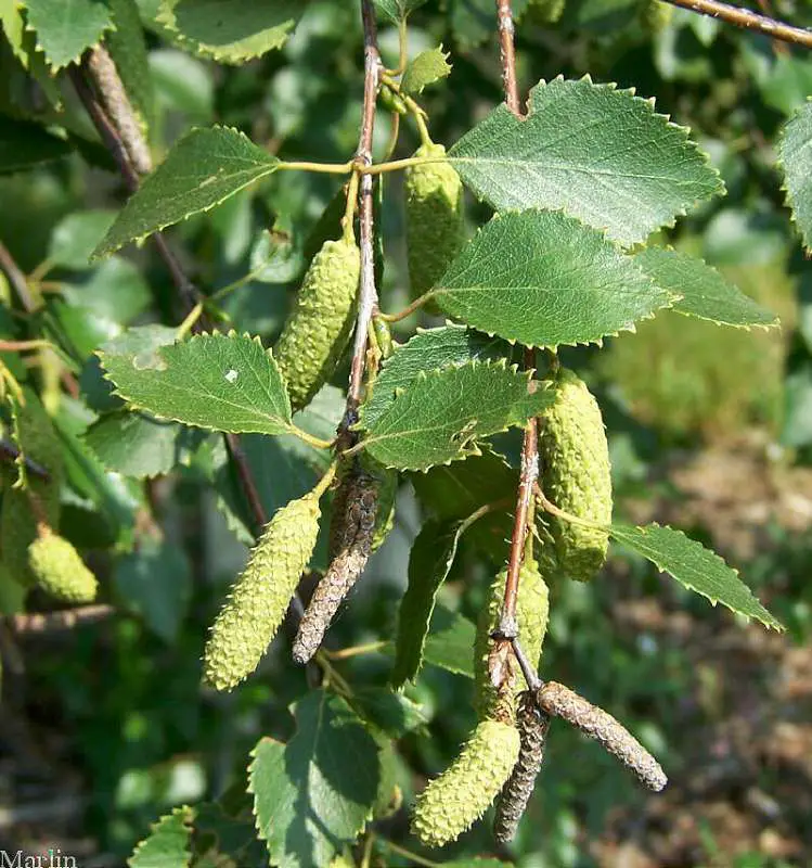 fructe-mesteacan-Betula-alba