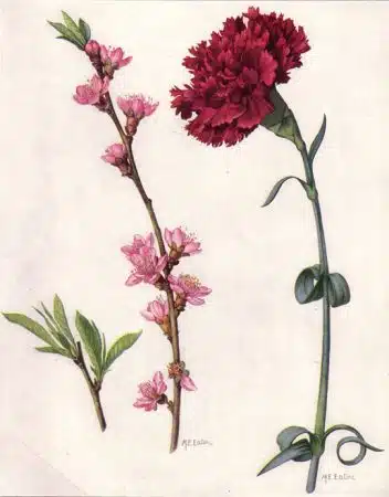 petale de garoafa Dianthus caryophyllus