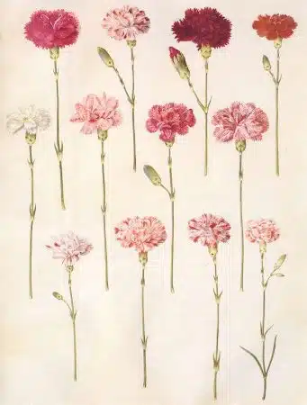 garoafele Dianthus caryophyllus