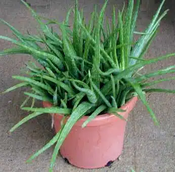 aloe-vera