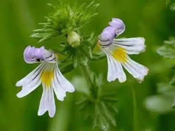 iarba de silur Euphrasia officinalis