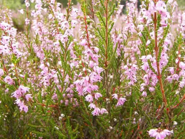 iarba neagra sau Calluna vulgaris