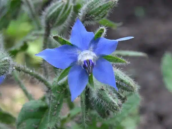 limba mielului planta medicinala