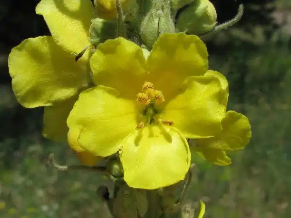 Lumanarica planta medicinala proprietati si beneficii