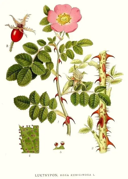 macesul Rosa rubiginosa