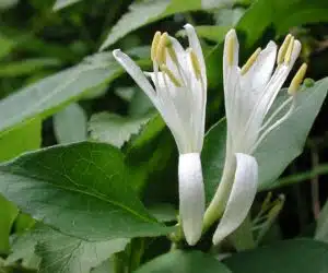 mana maicii domnului lonicera japonica